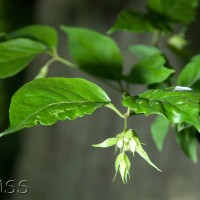 Flowering Nutmeg